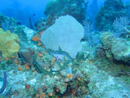 059 Reef IMG 5843